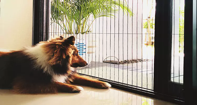 Sliding Screen Pet Door Repair in Cupertino, CA