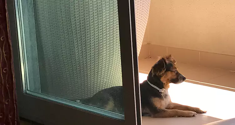 French Door Pet Screen Repair in Cupertino, CA